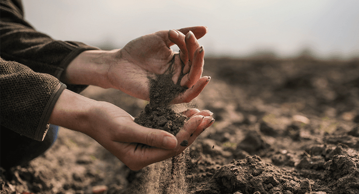Hænder undersøger tør jord i en have – test af jordens fugtighedsniveau før vanding.
