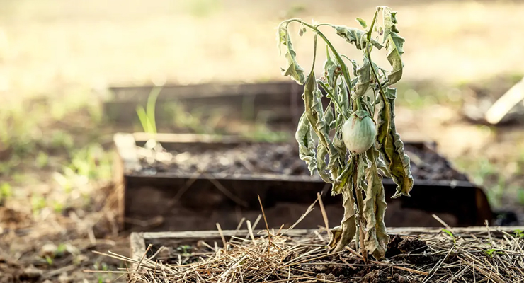 Visnet tomatplante i højbed – tegn på vandmangel eller forkert vanding.