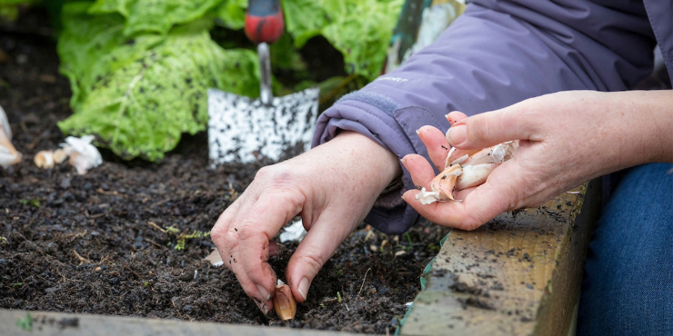 Plantning af hvidløg i haven