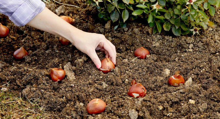 Plantning af løgplanter i efteråret
