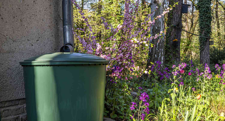 Regnvandstønde med nedløbsrør placeret i blomstrende have – opsamling af regnvand til vanding.